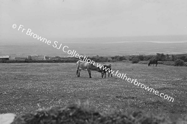 Cattle in field